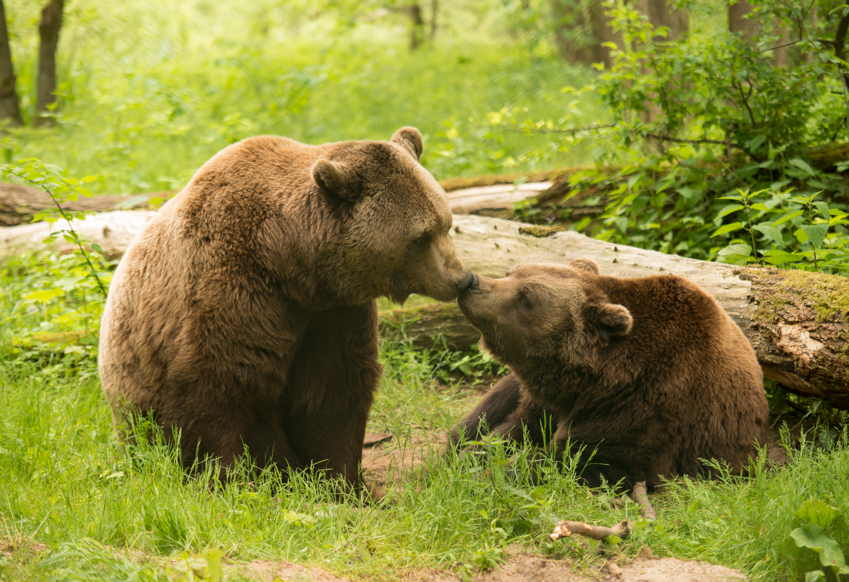 Zwei Bären vom Bärenwald Müritz